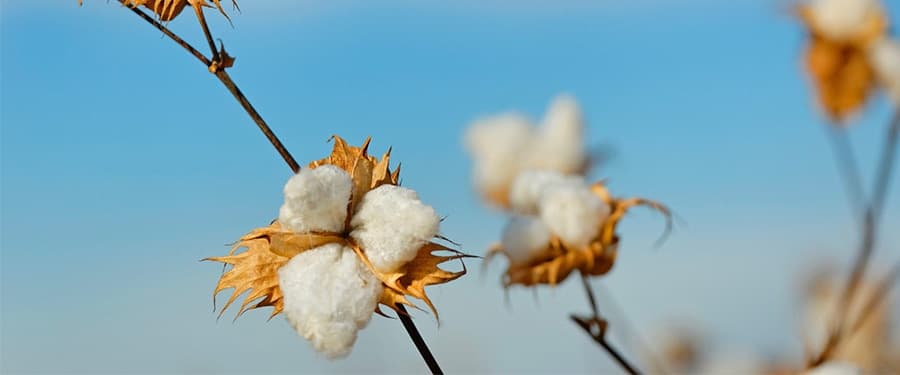 پنبه سوپیما و ویژگی های آن را بشناسید